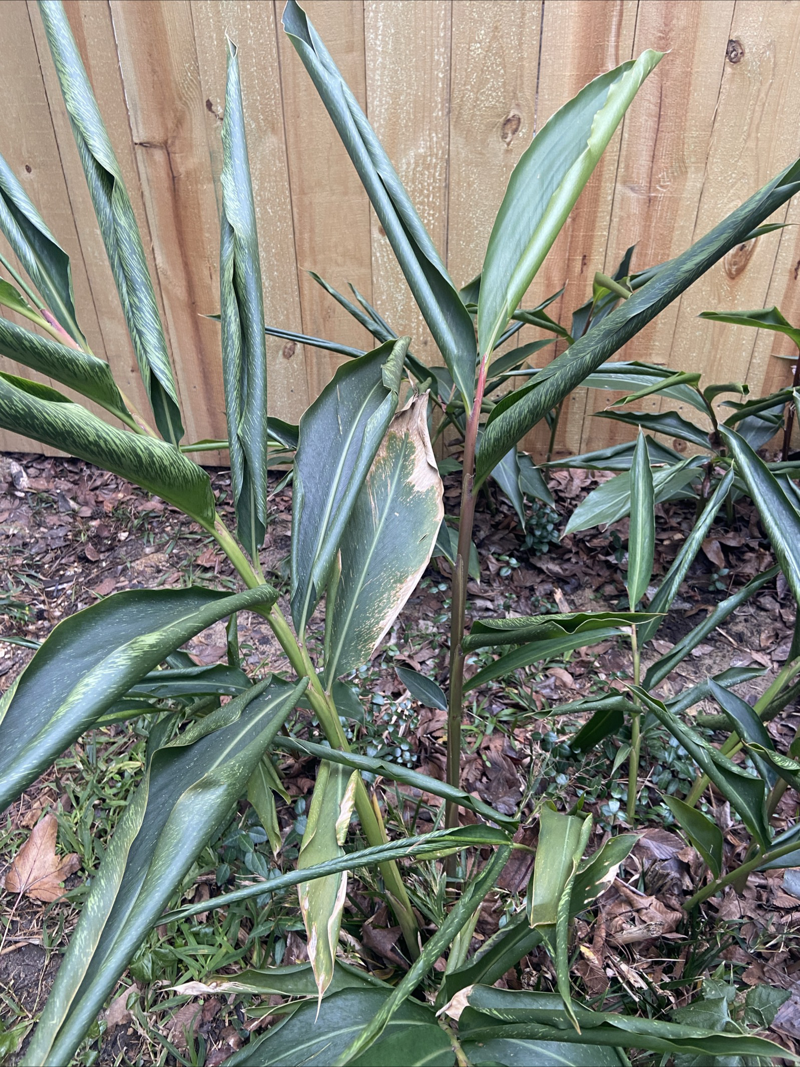 Freeze-damaged ginger plant.